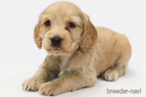 成約済の神奈川県のイングリッシュコッカースパニエル-359702の2枚目